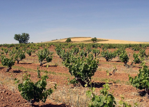 Dominio de Pingus, producteur de vins de Ribera del Duero